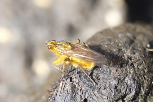 Scathophaga stercoraria